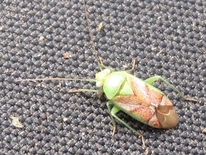 Miridae: Dichrooscytus valesianus spagnolo